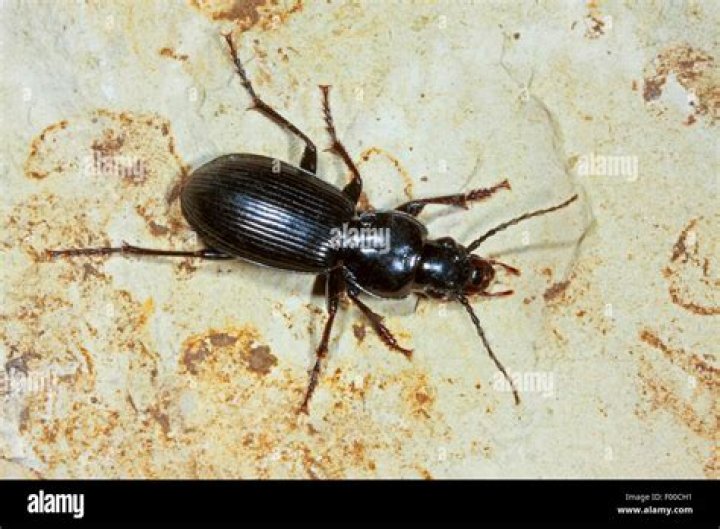 black clock beetle