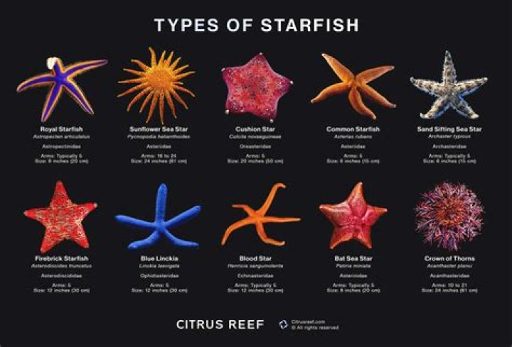 black star fish