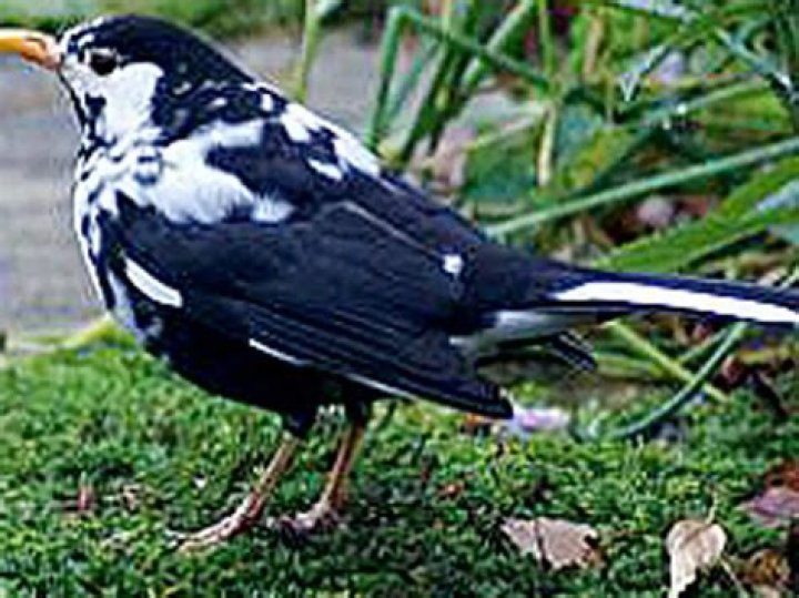 blackbirds with white feathers