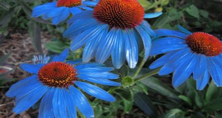 blue coneflower