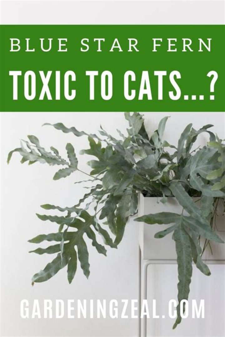 blue star fern cats