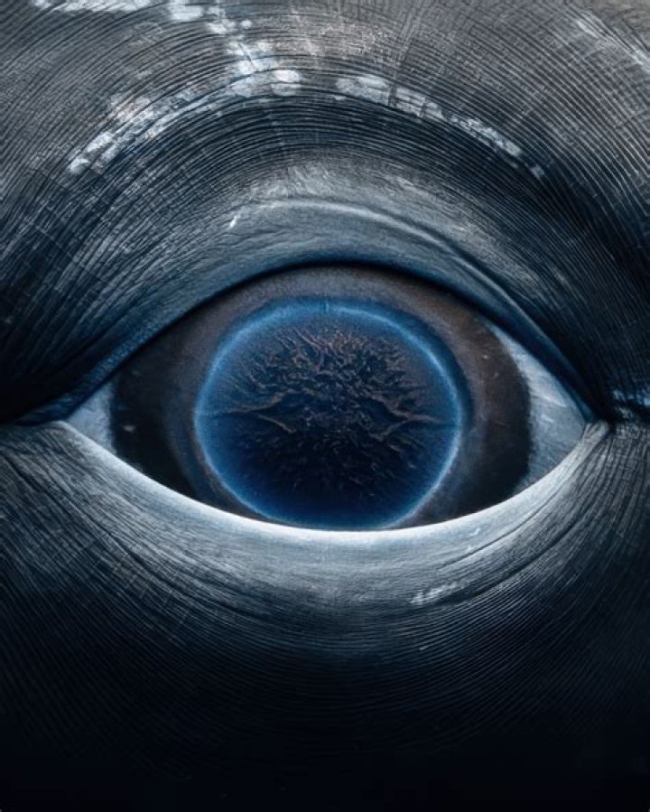 blue whale eye