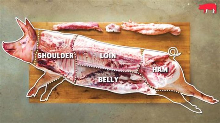 body covering of pig