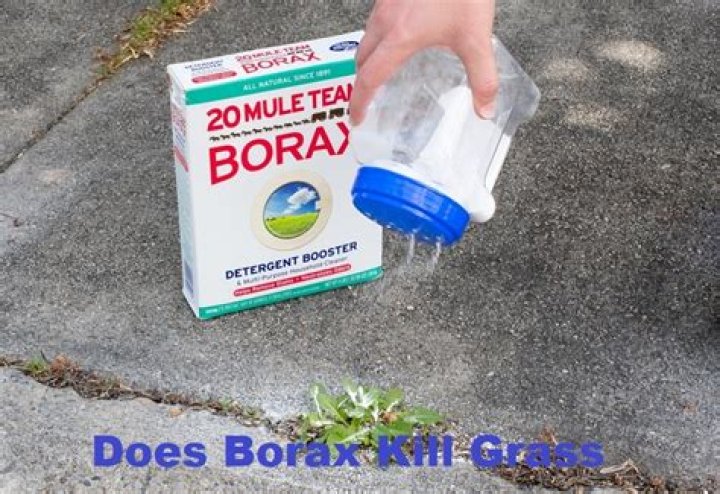 borax on grass