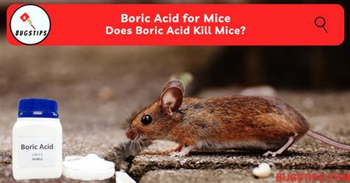 boric acid mice