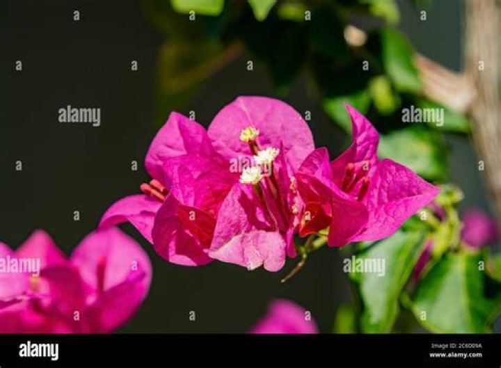bougainvillea las vegas