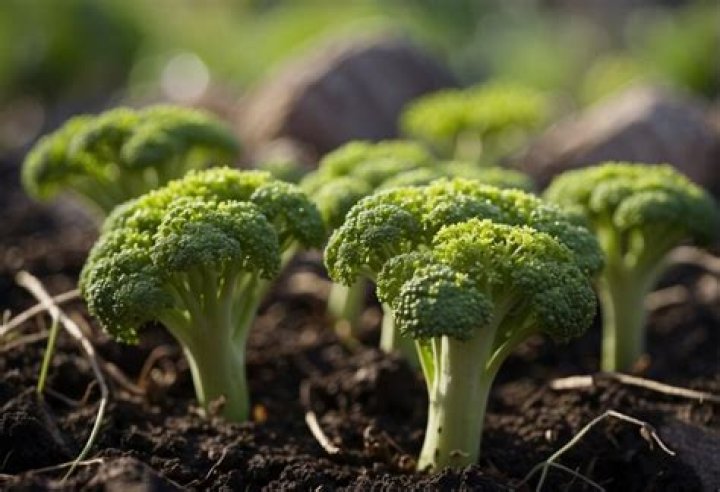 broccoli origin