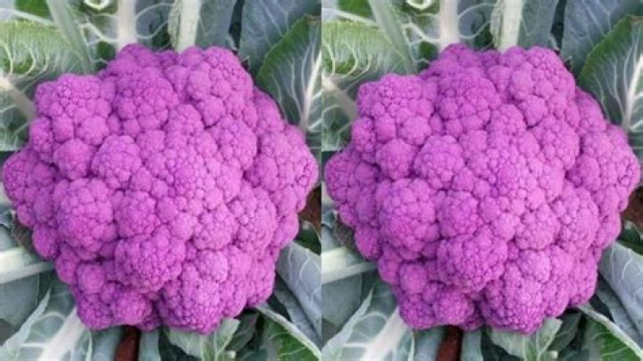 broccoli turning purple