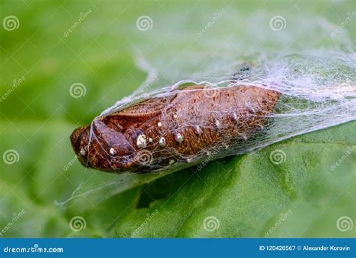 brown butterfly cocoon