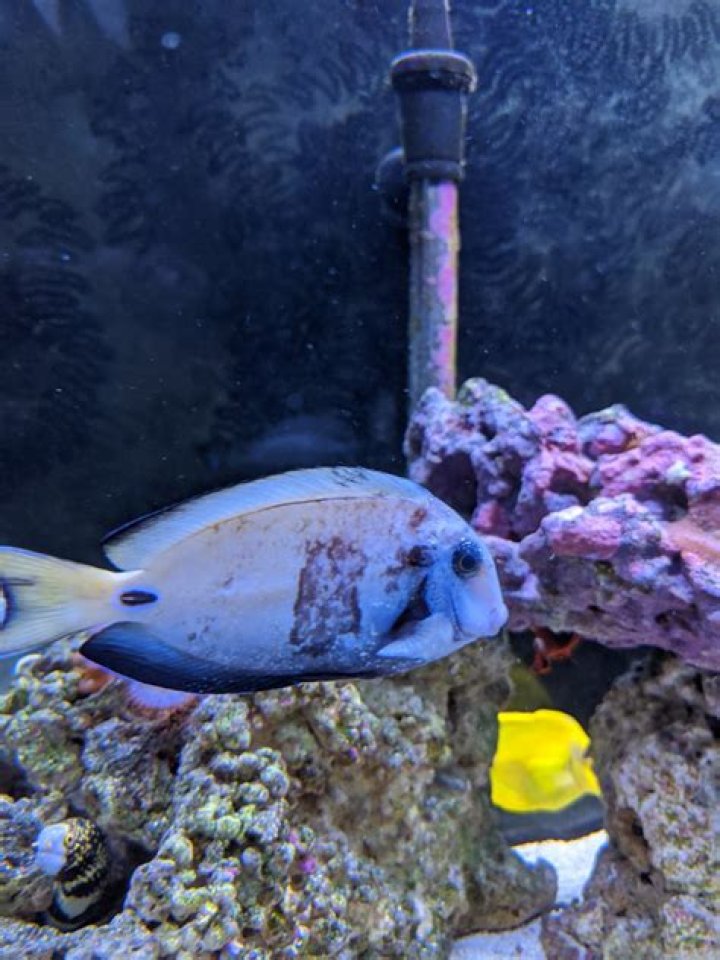 brown spots on fish