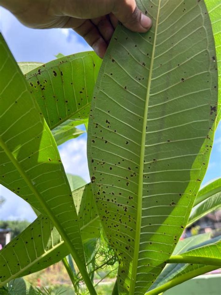 brown spots on plumeria leaves