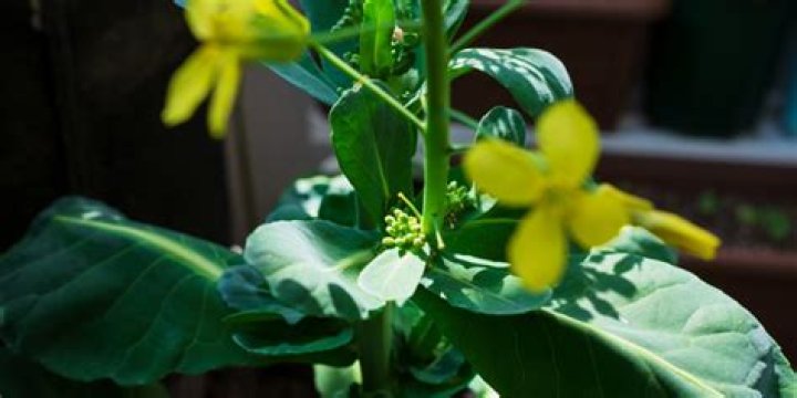 brussel sprouts flowering