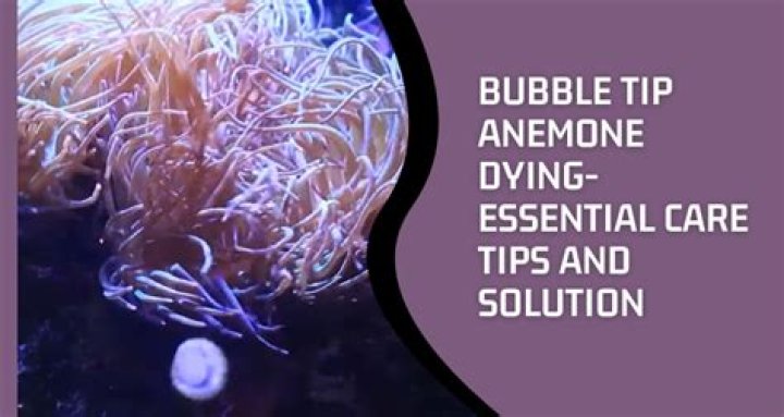 bubble tip anemone dying