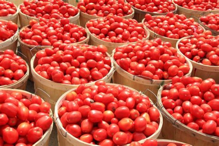 bushel of tomatoes