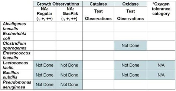 c. sporogenes catalase test