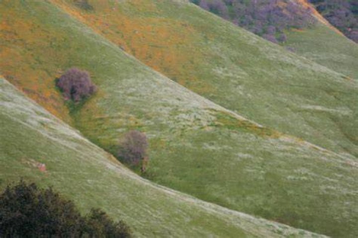 california poppy high