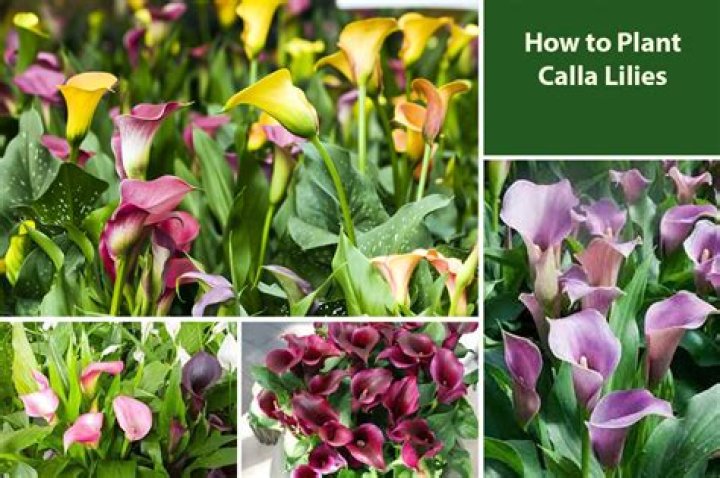 calla lily price
