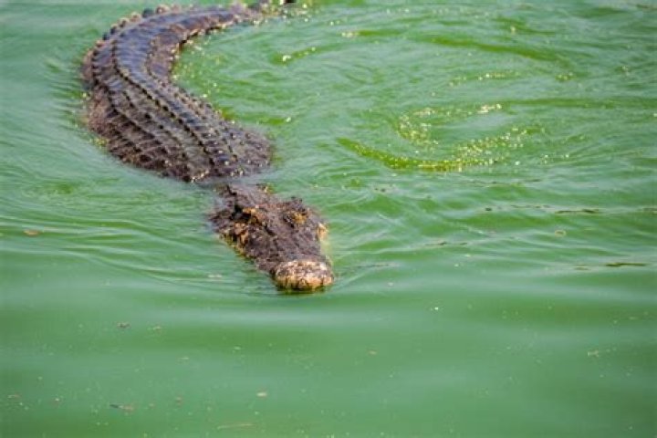 can alligators go in saltwater