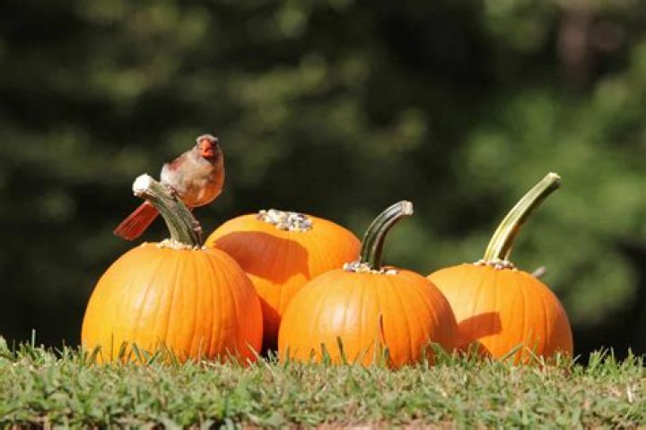 can birds eat pumpkin