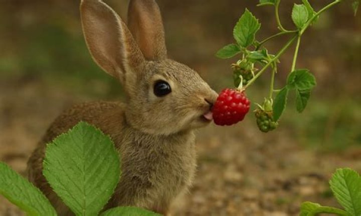 can bunnies have blackberries