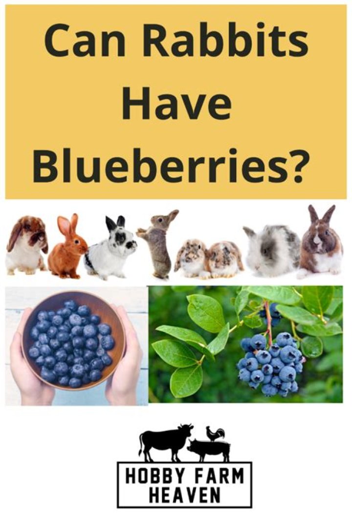 can bunnies have blueberries