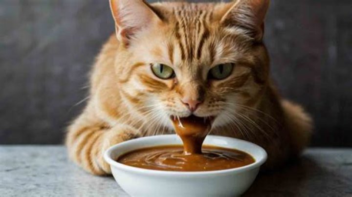 can cats have gravy