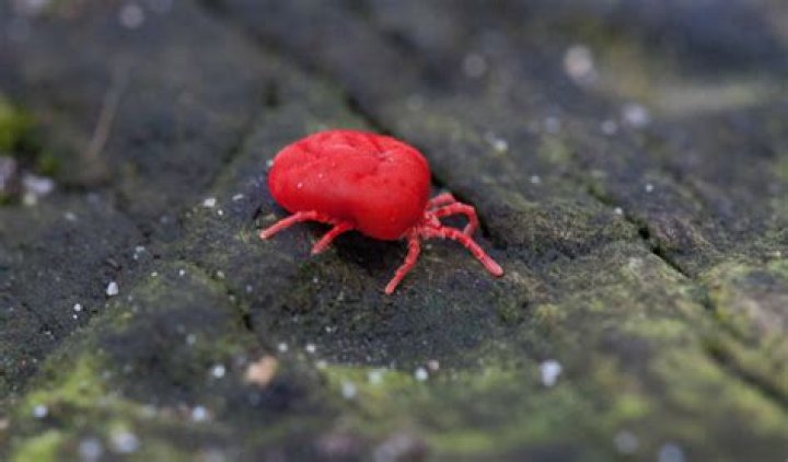 can chiggers live in your carpet