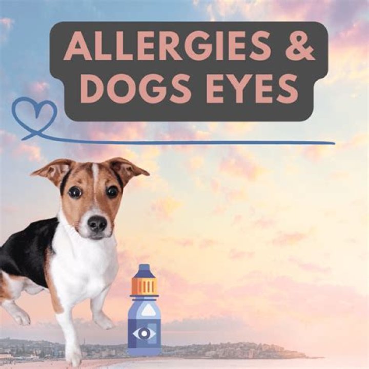 can dogs use human eye drops for allergies