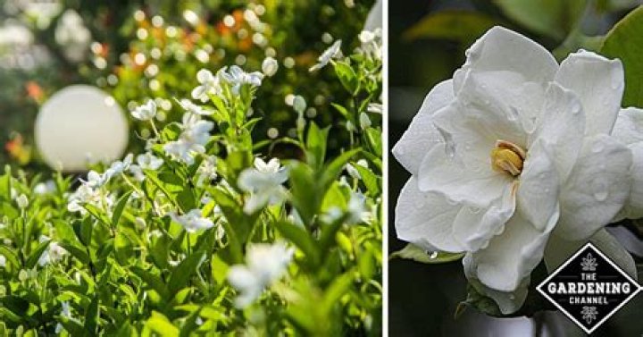 can gardenias grow in zone 9
