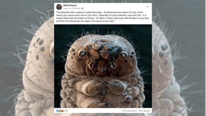 can grain mites live on humans