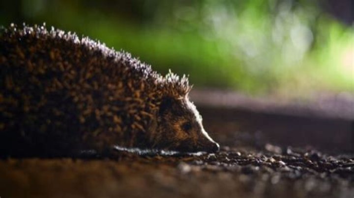 can hedgehogs see in the dark