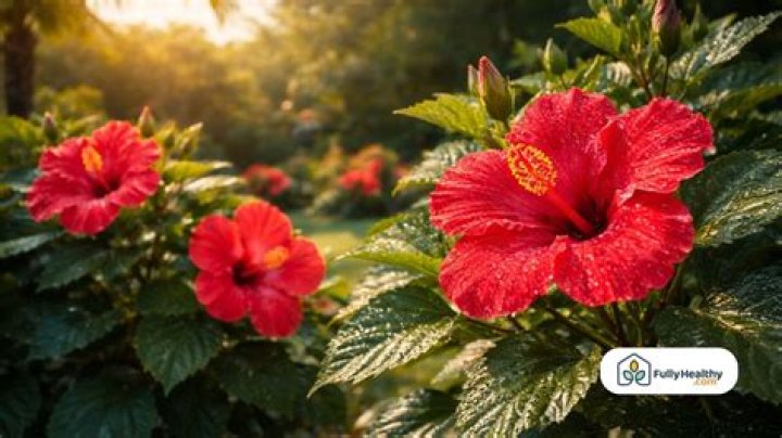 can hibiscus grow in shade