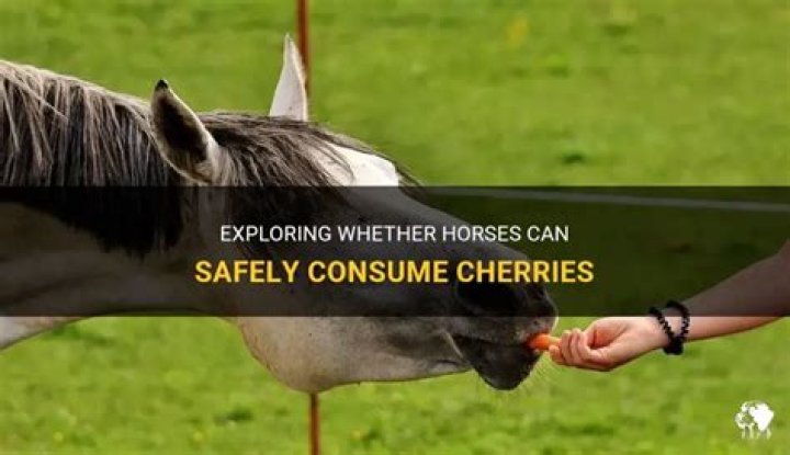 can horses eat cherries