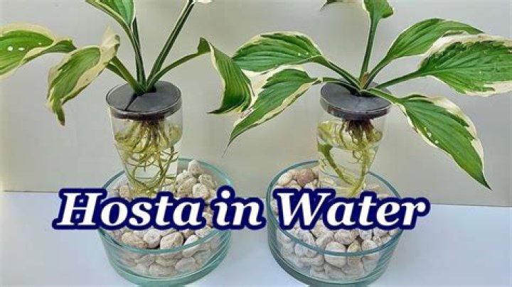 can hostas grow in water