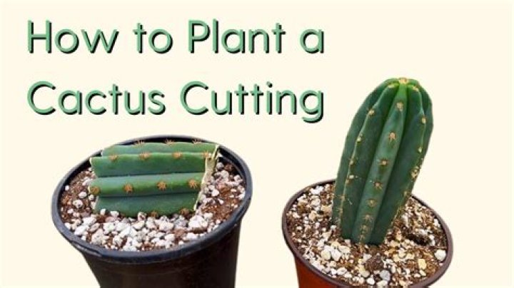 can i cut the top off my cactus