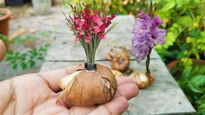 can i leave gladiolus bulbs in the ground uk