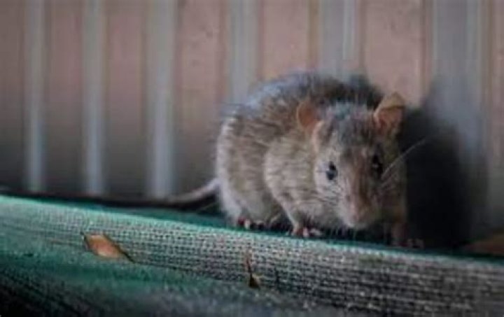 can i sue my landlord for rat infestation
