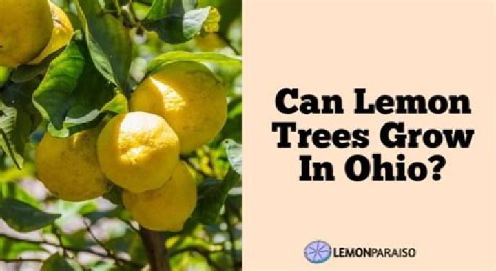 can lemon trees grow in ohio