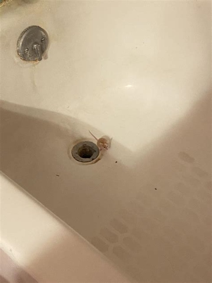 can mice come up the bathtub drain
