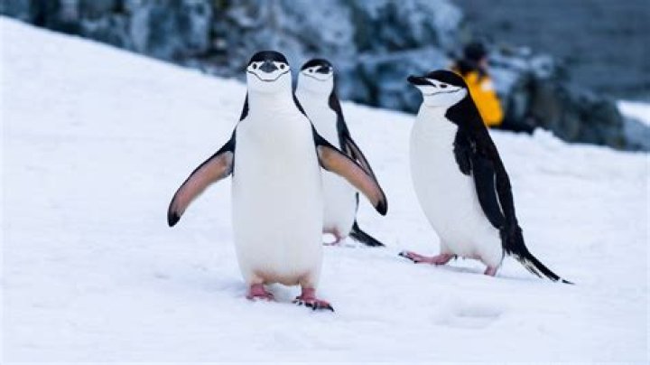 can penguins walk as fast as humans