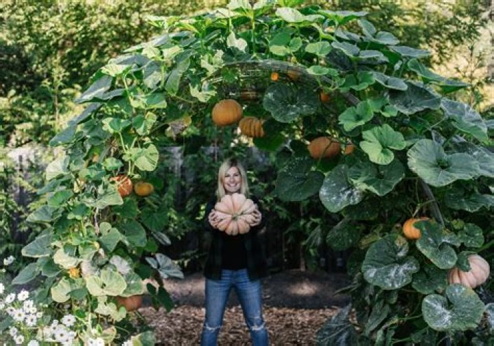 can pumpkins go in the green bin