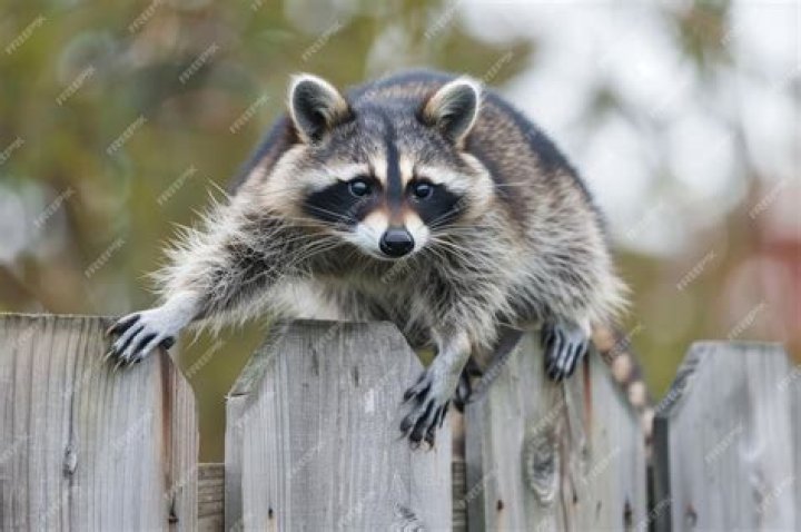 can raccoons climb fences