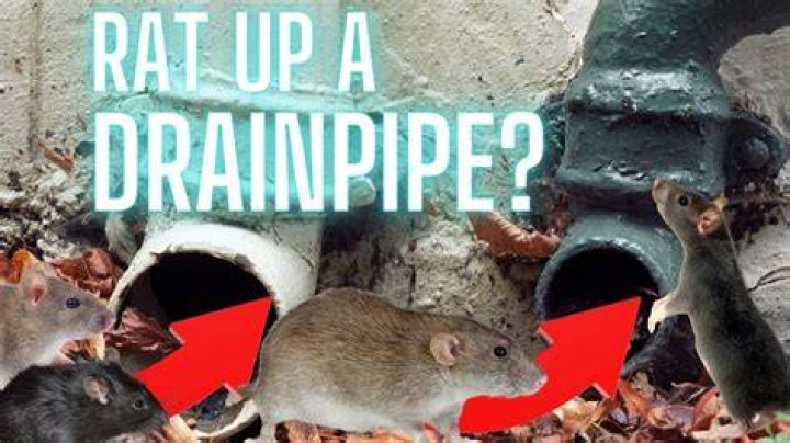 can rats climb drainpipes