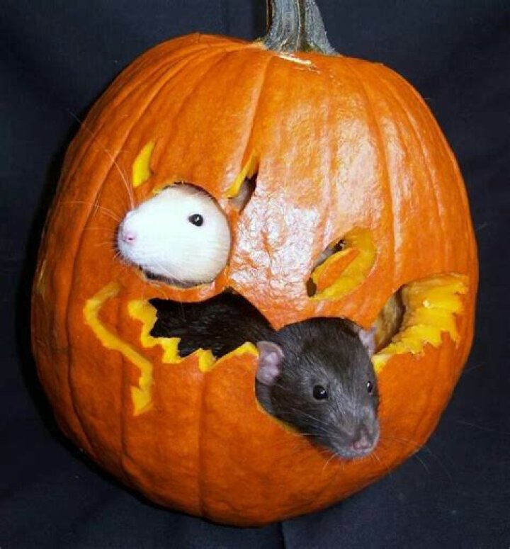 can rats eat raw pumpkin