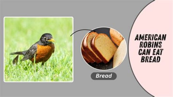 can robins eat bread