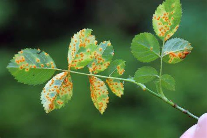 can rust make you sick