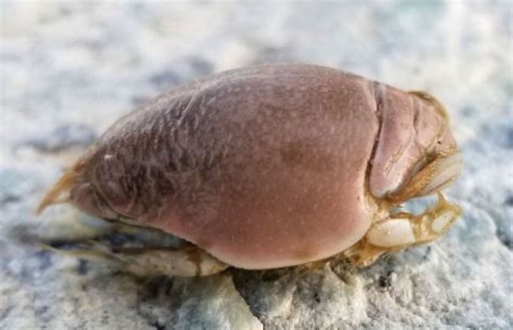 can sand fleas travel home with you