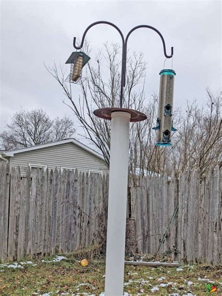 can squirrels climb pvc pipe