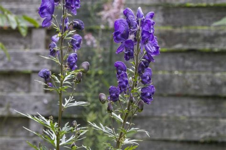 can wolfsbane kill you