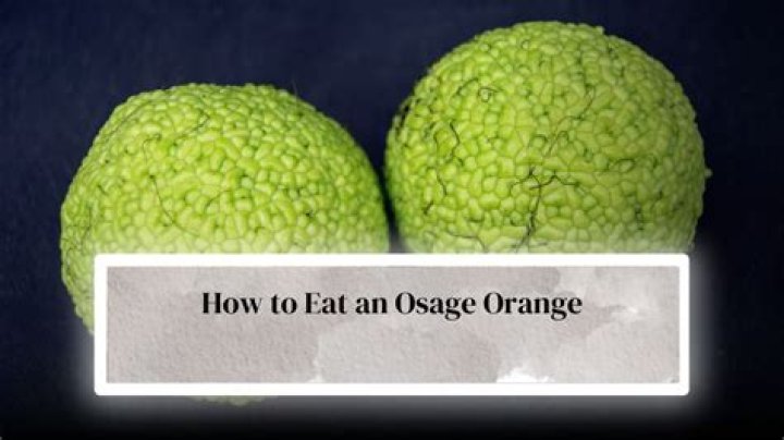 can you eat an osage orange